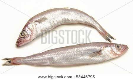 Fresh whiting