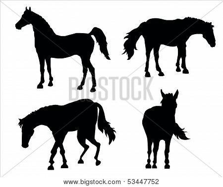 Silhouettes Of Horses