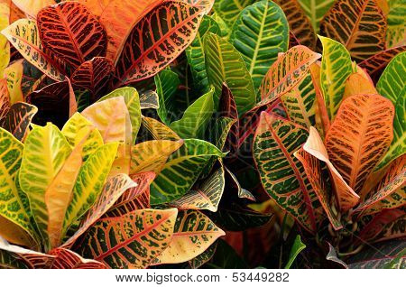 Croton Plant