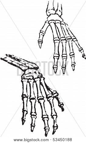 Skeleton Of Hands