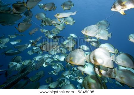 Mare, sole e Orbicular Spadefish