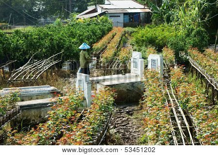 Graves On Farmland
