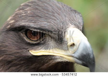 Steppe Eagle