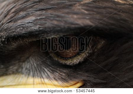 Steppe Eagle