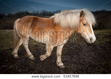 Walking Brown Horse