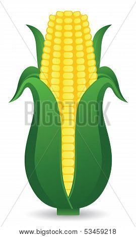 Corn Vector illustration.