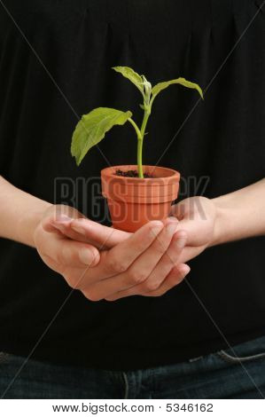 Plante i hånden
