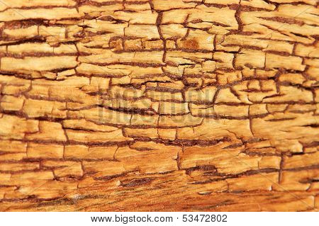 Bark Background of Texture - Golden Camel Thorn Tree Contours and Contrasts of Abstract Art