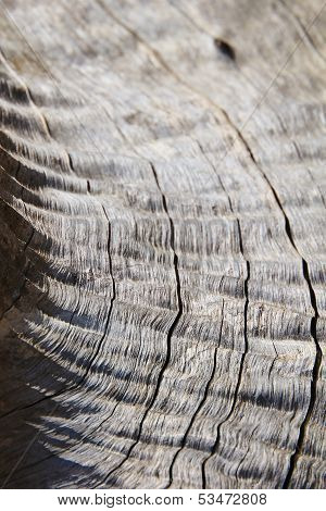 Textured Background of the Leadwood tree - Hardwood exposed