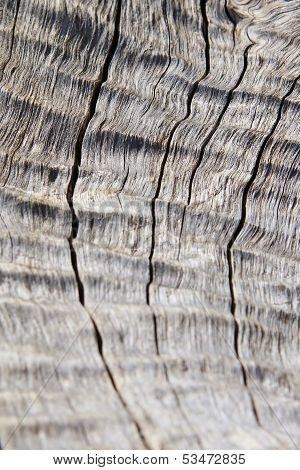 Hardwood Background - Beauty from Nature