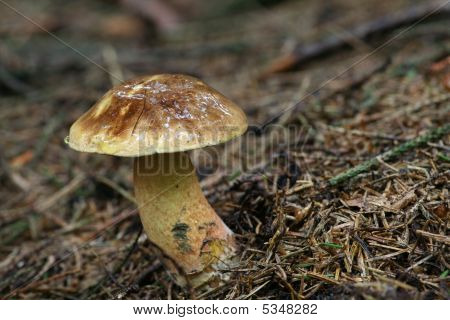 Boletus Erythropus