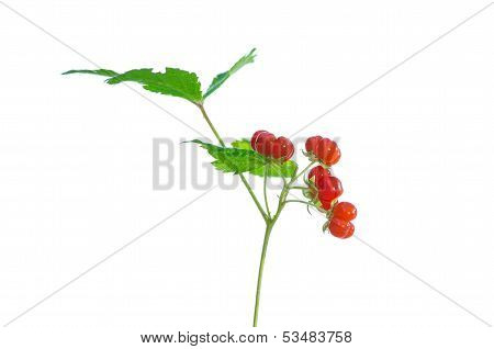 Stone Bramble