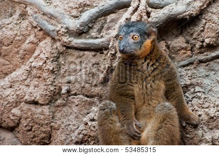 Collared Lemur
