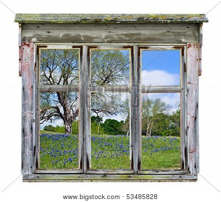 Old window frame with Texas bluebonnet vista
