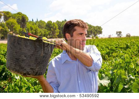 chardonnay harvesting with harvester farmer winemaker in Mediterranean