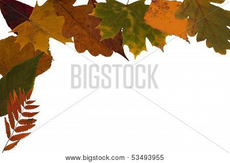 Leaves
