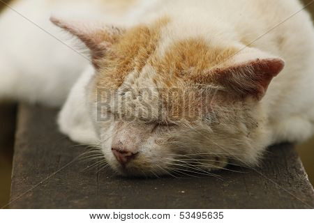 Sleeping Stray Cat