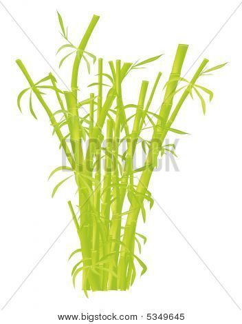 Bambus plantage.