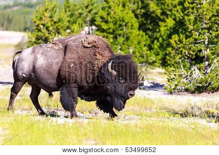 American Bison