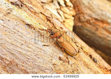 Long Horned Beetle On Tree