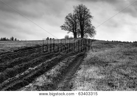 Tree on a field