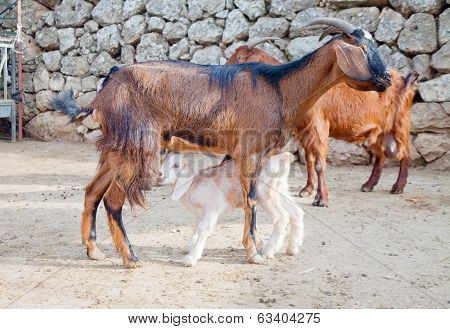 Red-coat Goat Feeding