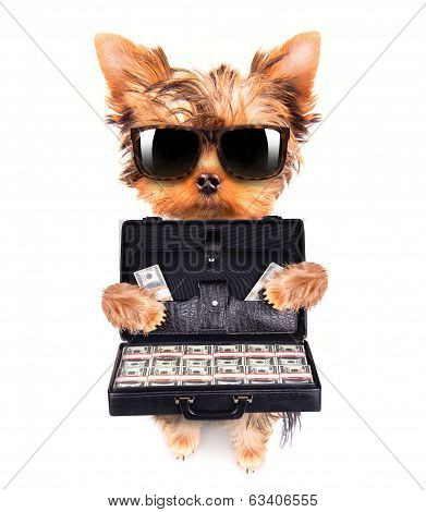 puppy with glasses holding case with money