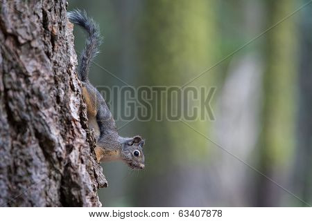Ameriacan squirrel in Sequoia National Park