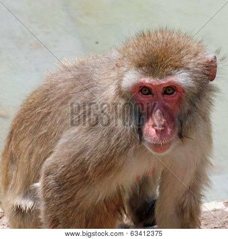 Meaningful Look Of A Macaque Monkey