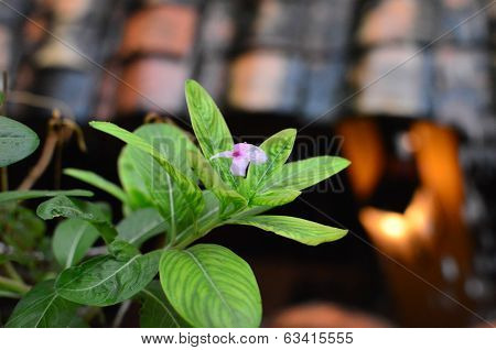 Watre and Flower