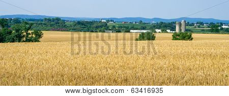 Wheat Field