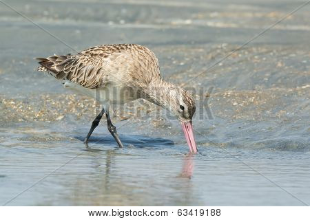 Bar-tailed Godwit Probing The Sand With Its Beak