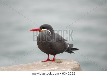 Inca tern looking at ocean from rock perch in Lima, Peru