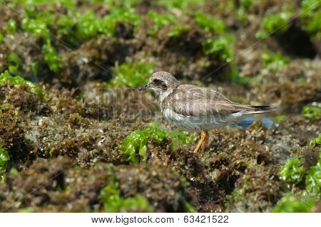 Ringed Plover Standing On Seaweed Covered Rocks