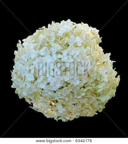 Hydrangea arborescens 'Annabelle'