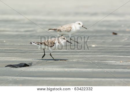 Two Sanderling Running Along The Beach