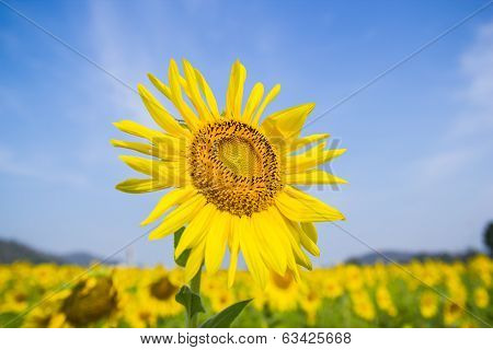 Sun Flower field