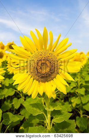 Sun Flower field
