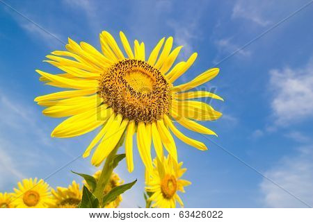Sun Flower Field
