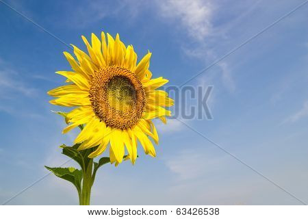 Sunflower Field with blue sky background