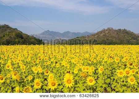 Sunflowers Field With Mountain And Sky