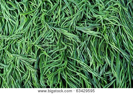 cha-om is thai vegetable or Acacia Pennata