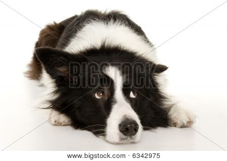 bordercollie