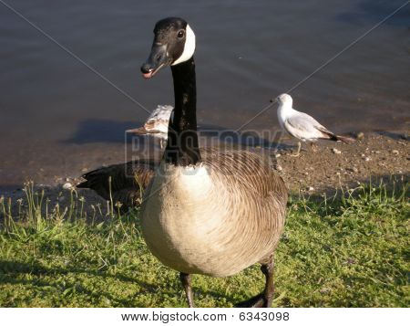 canadian geese