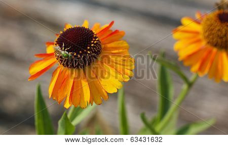 Metallic Green Bee on Orange cone flower with blurred background