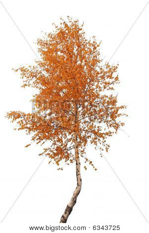 Abedul en otoño