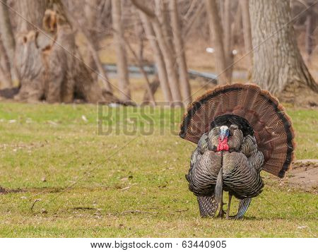 Wild Turkey (meleagris Gallopavo)