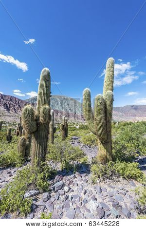 Cienaga, Quebrada De Humahuaca, Jujuy, Argentina.