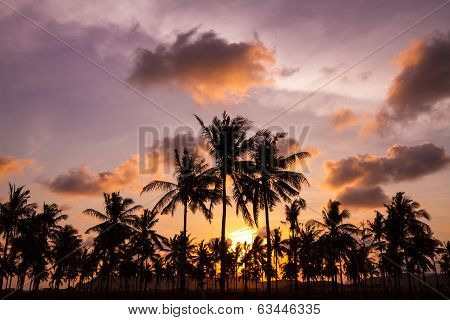 Palm Trees At Sunset Time.