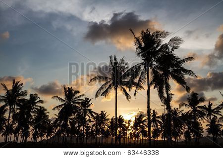 Palm Trees At Sunset Time.